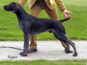 sire of pup