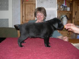 THE PUPPIES