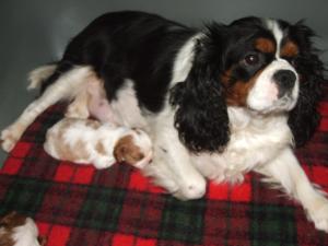 Mother with pup