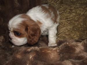 Close up of dog pup at 5 weeks - (still available)