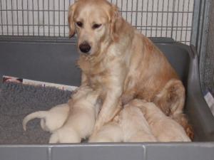 KandyPups 12 days old