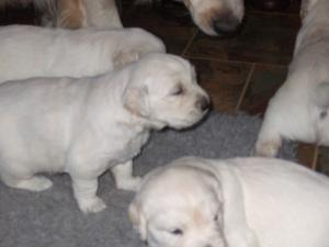 Kandy with pups