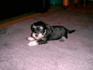 One of Oscars daughters at six weeks old.