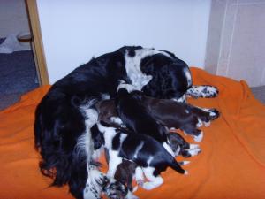 Puppies