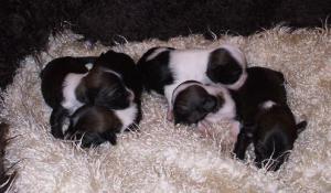 2 weeks old