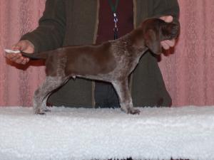 Ladyhawke Cinnamon 'Neo' at 6 weeks