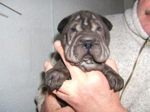Blue dog pup at 6 weeks