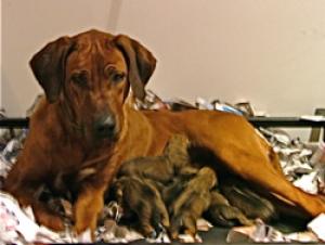 Fiz & Pups Day One