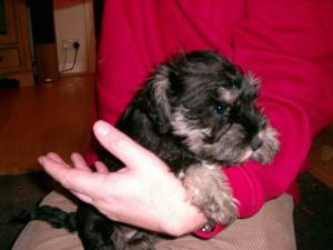 Schnauzer pup taken yesterday 17/01/08