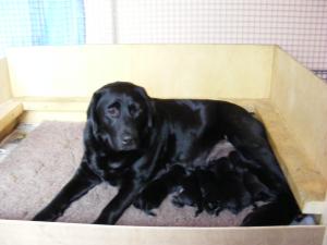 Abbi and her puppies
