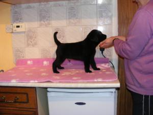 Puppy at 6 weeks old