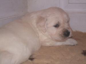 4 weeks old