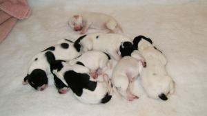 PUPS AT 5 DAYS OLD