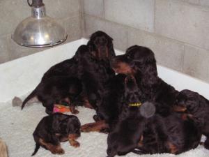 Raven and Hazel sharing puppies!