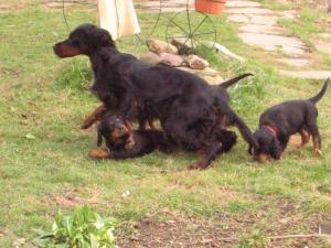 Hazel playing with her puppies
