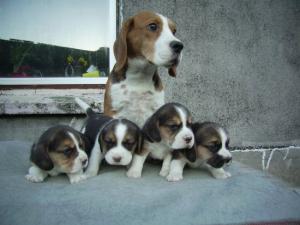 Mum and puppies