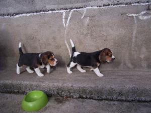  Puppies at play 6 week old