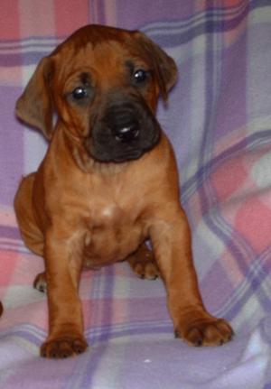 Our Puppies At 4 Weeks Old