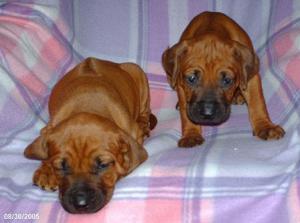 Our Puppies At 4 Weeks old