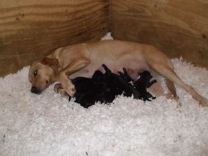 Teal and her puppies