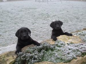 The puppies at 8 weeks
