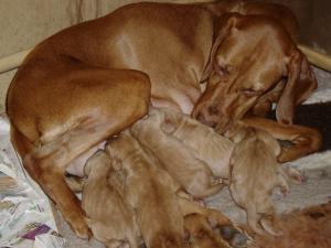 Daisy and her pups - one day old