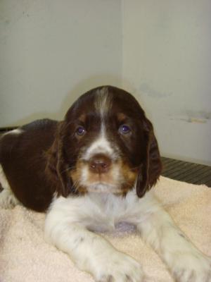 LWT Dog