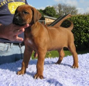 5 Weeks old
