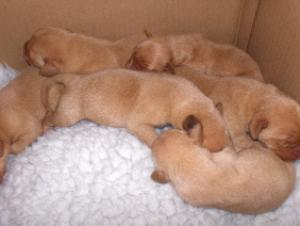 Pups At 3 Days Old