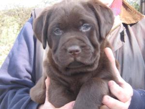 6 weeks old