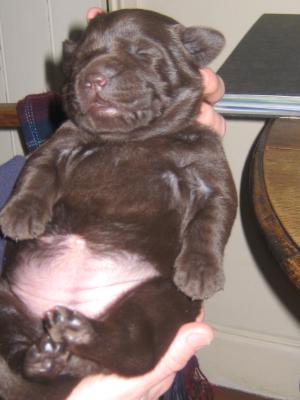 3 WEEKS OLD