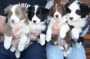 pups 7 weeks