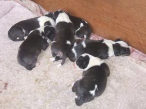 PUPPIES 1 DAY OLD