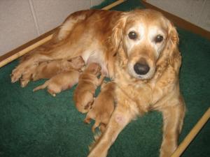 Tizzy with her puppies aged 4 days - 9 April 2008