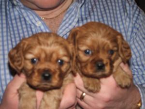 Beautiful ruby dog puppies