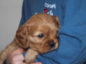 Five weeks of age