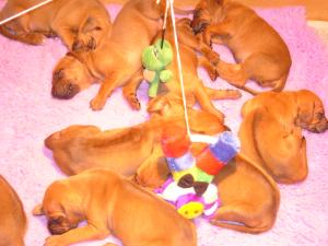 Pups