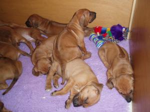 Pups at 4weeks old