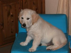 Eveninghill Mr Bojangles making himself at home
