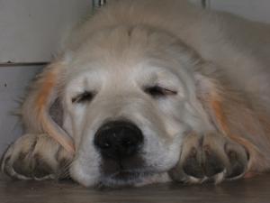 Boris after a hard days play 