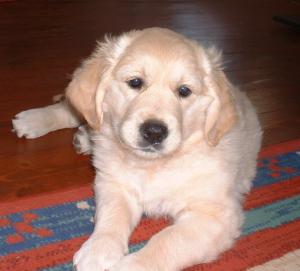Mia as a puppy