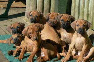 litter at 7 weeks