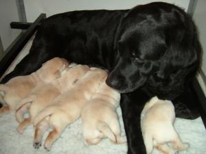 Wyela and her babes