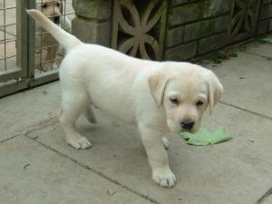 Yellow girl at 7 weeks old