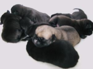 bundle of 2 day old puppies