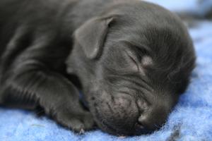 Only 2 days old - and sleepy!