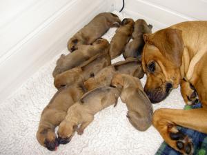 Proud mum Maiya with her precious babies