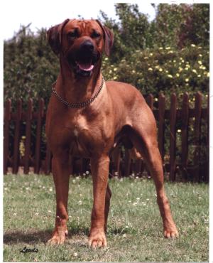 Sire: Ch Jhumha Jarza of Nzuri Sh CM