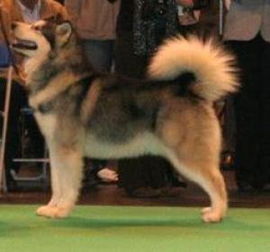 Hades - Sire