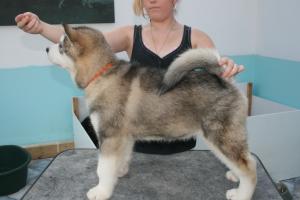 remaining male at 10 weeks